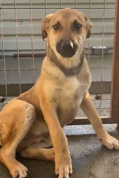 Hund sieht neugierig in die Kamera