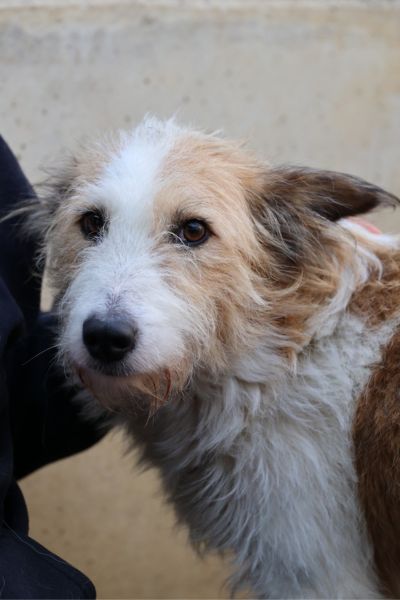 Braun-weiße Hündin schaut schüchtern in die Kamera