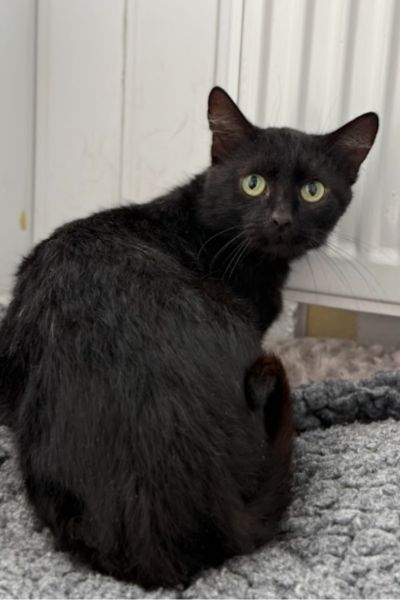 Der schwarze Kater Salem sitzt auf dem Boden und guckt in die Kamera.