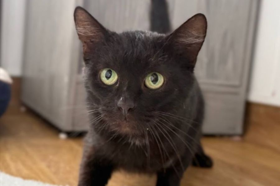 Tierschutzkater Salem schaut in die Kamera