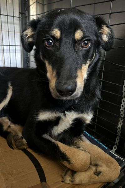 Hund sieht in die Kamera