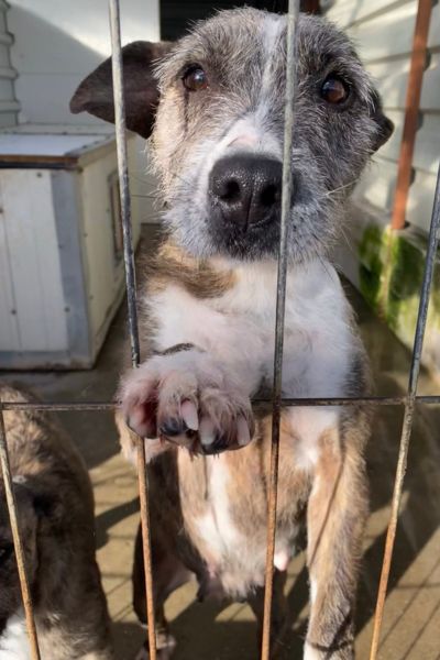 Hund sieht in die Kamera