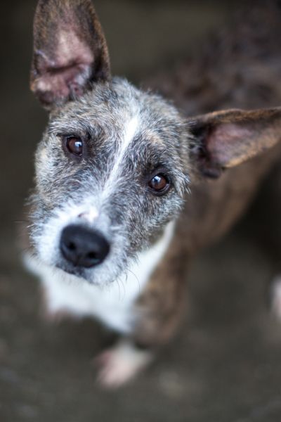 Hund sieht neugierig in die Kamera