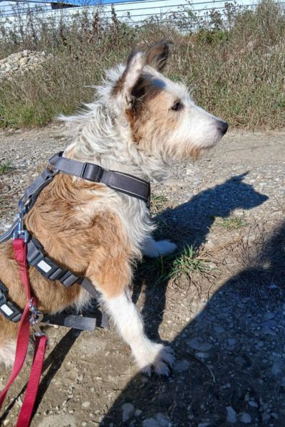 Beata trägt ein Geschirr und eine Leine