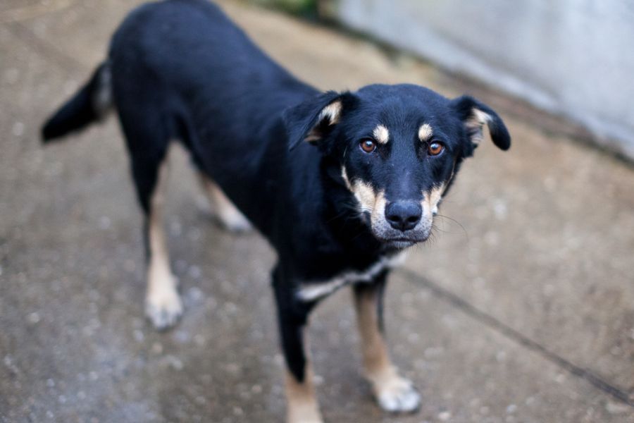 Rüde sieht in die Kamera