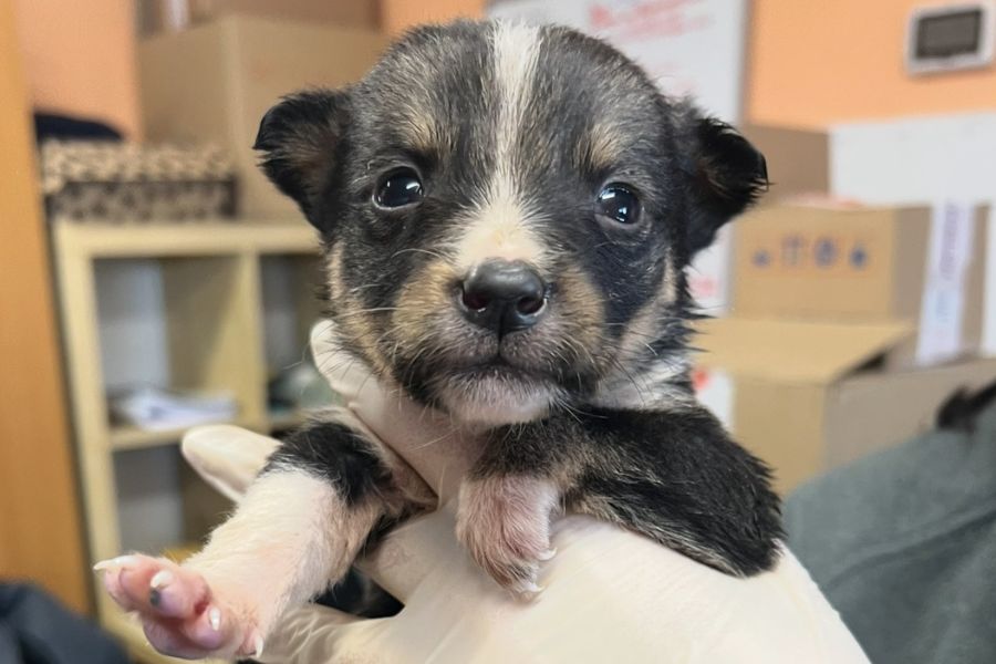 Welpenmädchen Cersei blickt aufgeweckt in die Kamera.