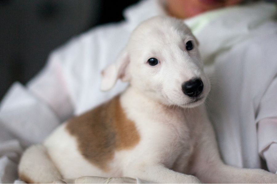Der weiß-braune Welpe Jon liegt in den Armen einer Pflegerin.