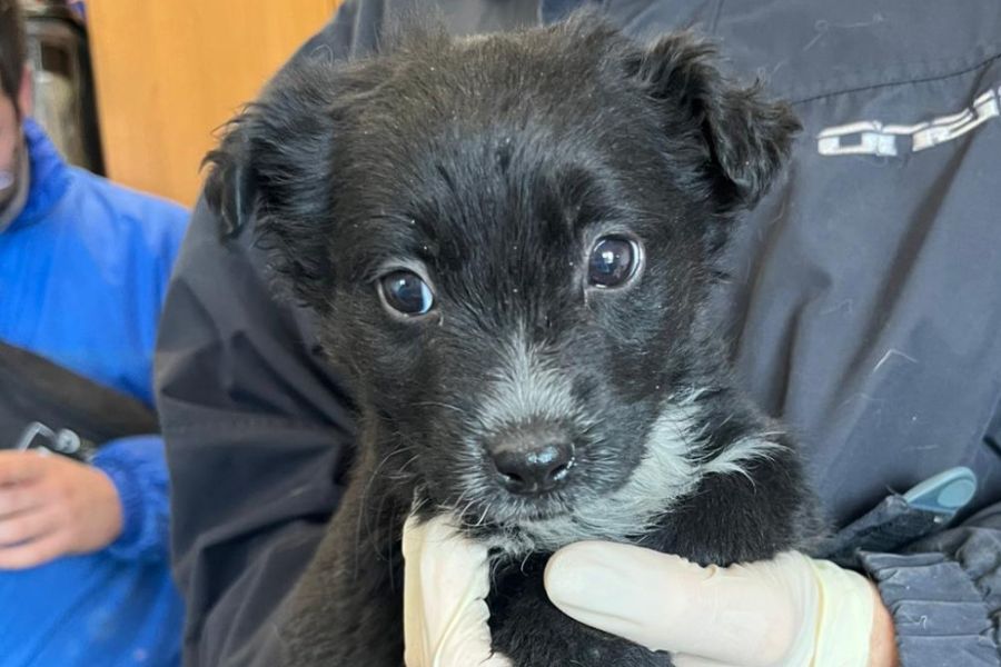 Schwarz-weißer Welpe Gale wird hochgehalten