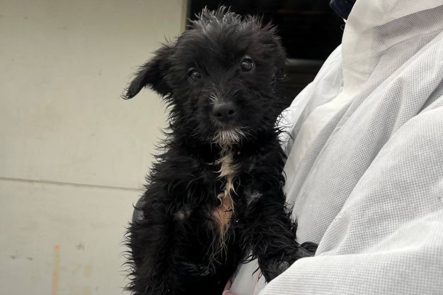 Anthony ist auf dem Arm