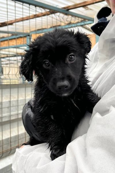 Die kleine Welpendame Eloise mit schwarzem Fell auf den Armen einer Pflegerin