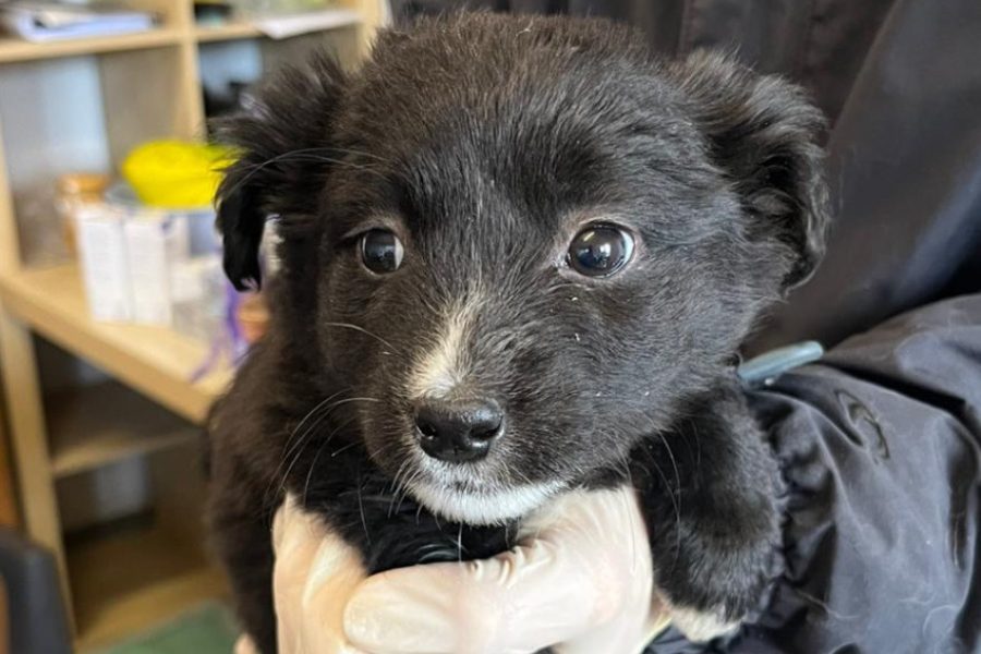 Welpe Katniss wird auf den Armen gehalten