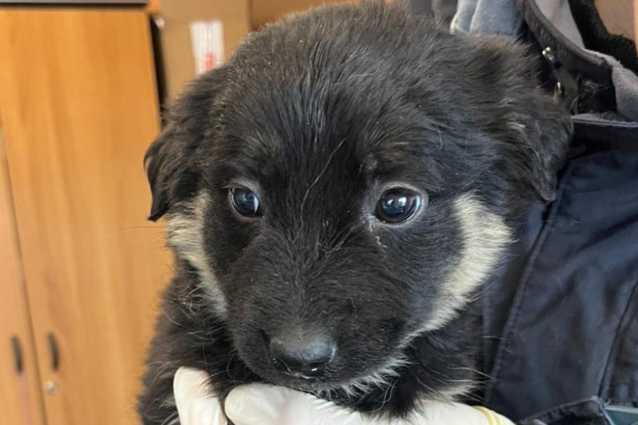 Welpe wird auf dem Arm gehalten