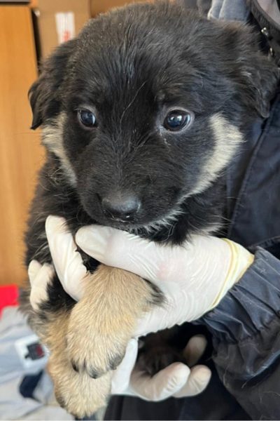 Welpe wird auf dem Arm gehalten