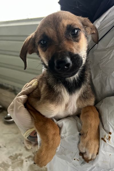 Welpe blickt in die Kamera