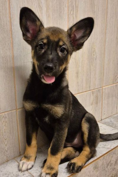 Welpenmädchen Arya sitzt mit aufgestellten Ohren neugierig vor der Kamera.