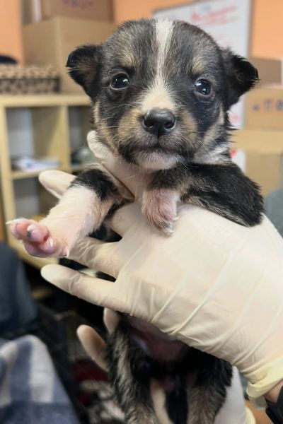 Cersei wird von einer Pflegerin in die Kamera gehalten.