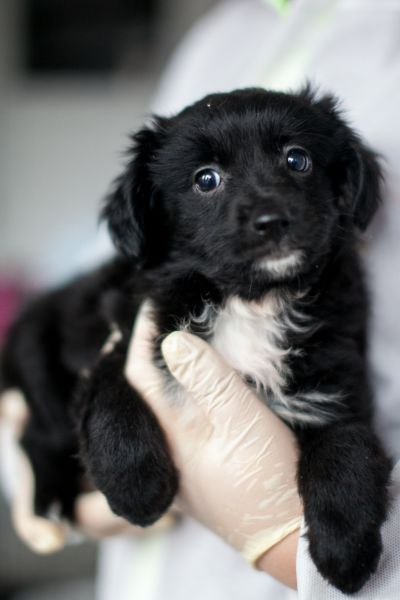 Das schwarz-weiße Welpenmädchen Daphne liegt in den Armen einer Pflegerin.