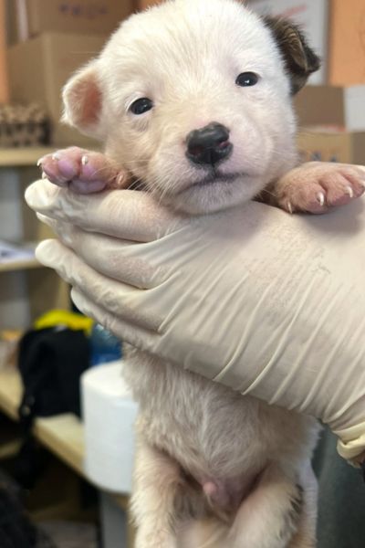 Welpe Jon wird von einer Pflegerin hochgehoben und schaut in die Kamera.