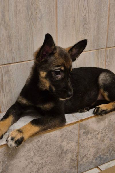 Arya liegt und blickt neugierig zur Seite.