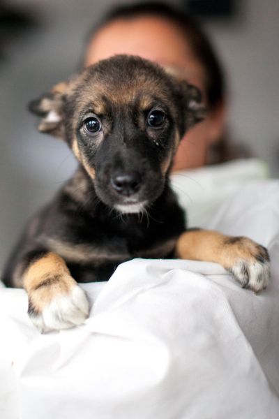 Arya legt die Pfoten auf die Schultern einer Pflegerin und blickt in die Kamera.