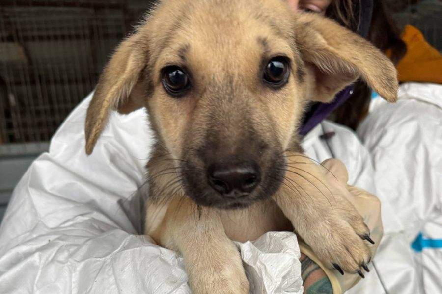 Welpenmädchen Yukari sitzt auf dem Arm einer Pflegerin und schaut direkt in die Kamera.