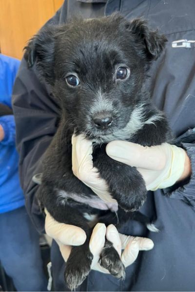 Schwarzer Welpe Gale wird hochgehalten