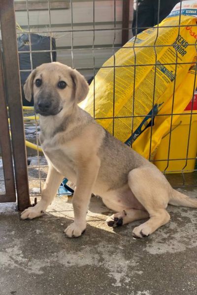 Yukari stizt im Zwinger