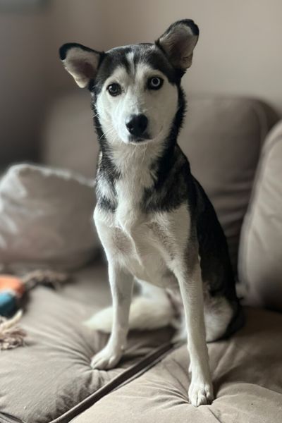 Alaska sitzt auf dem Sofa und schaut aufmerksam in die Kamera.