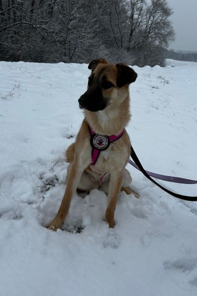 Azula schaut neugierig zur Seite.