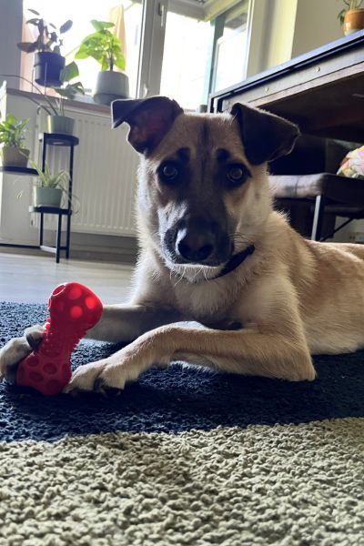 Azula spielt mit einem Spielzeug.