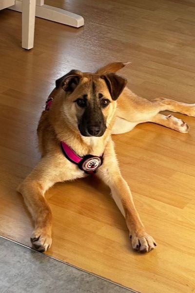 Azula liegt und schaut neugierig in die Kamera.