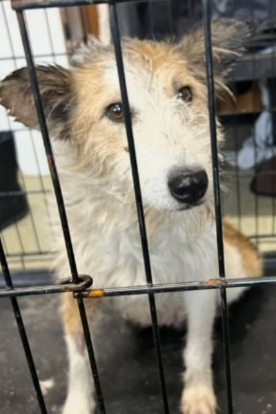 Hundemama Beata schaut durchs Gitter.