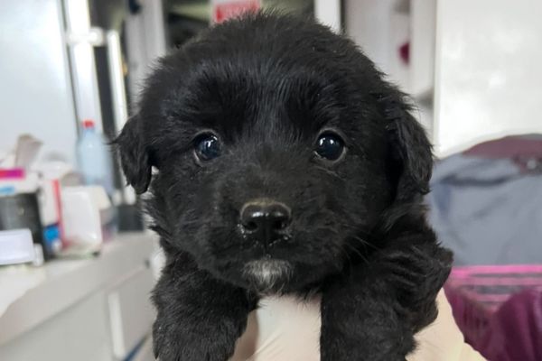 Welpenmädchen Eloise wir auf dem Arm gehalten.