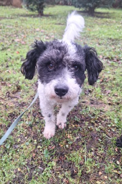 Rüde Maexchen läuft auf die Kamera zu.