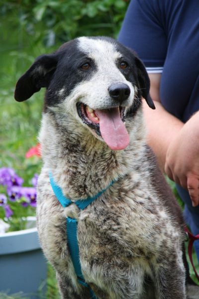 Ornilo schaut hechelnd zur Seite