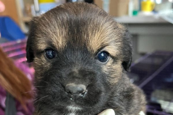 Welpenmädchen Penelope wird auf dem Arm gehalten.