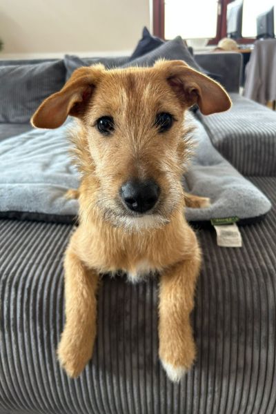 Hündin Sansa schaut neugierig in die Kamera.