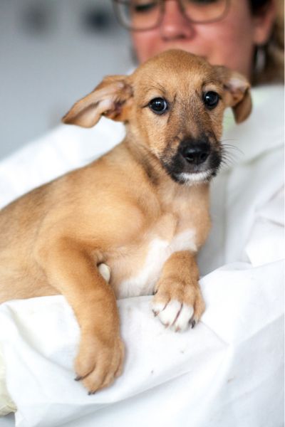 Welpe Sansa wird auf dem Arm gehalten und schaut in die Kamera.