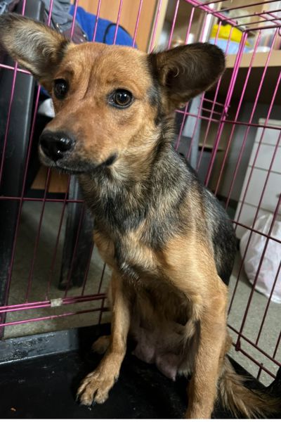 Tamara sitzt in einem Käfig und schaut zur Kamera.