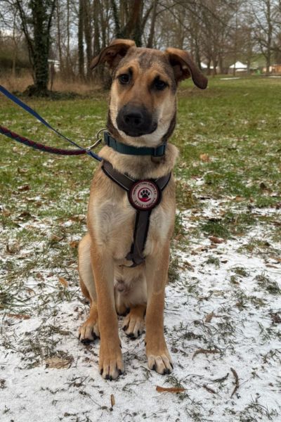 Zuko sitzt draußen und schaut aufmerksam.