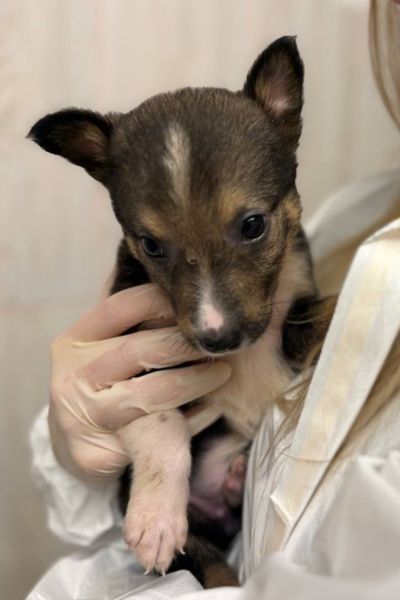 Das süße Welpenmädchen Cersei wird auf dem Arm gehalten.