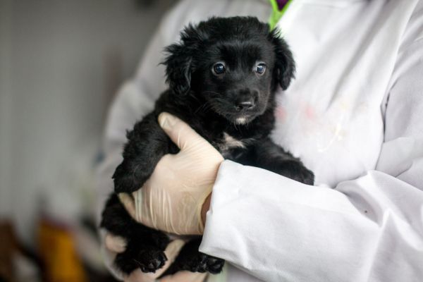 Welpenmädchen Eloise wird auf dem Arm gehalten.