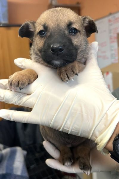 Welpenmädchen Khaleesi wird auf dem Arm gehalten