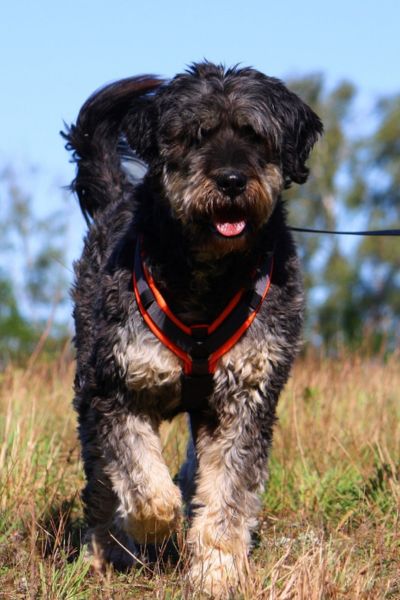 Cora läuft auf die Kamera zu.