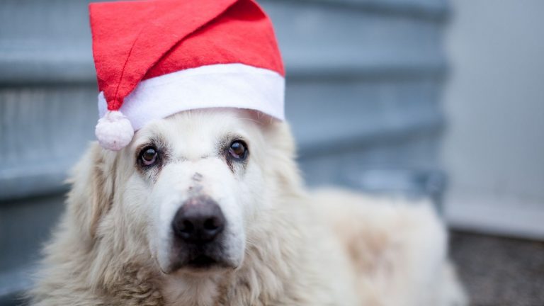 Weißer Hund und Weihnachtsmütze schaut in die Kamera