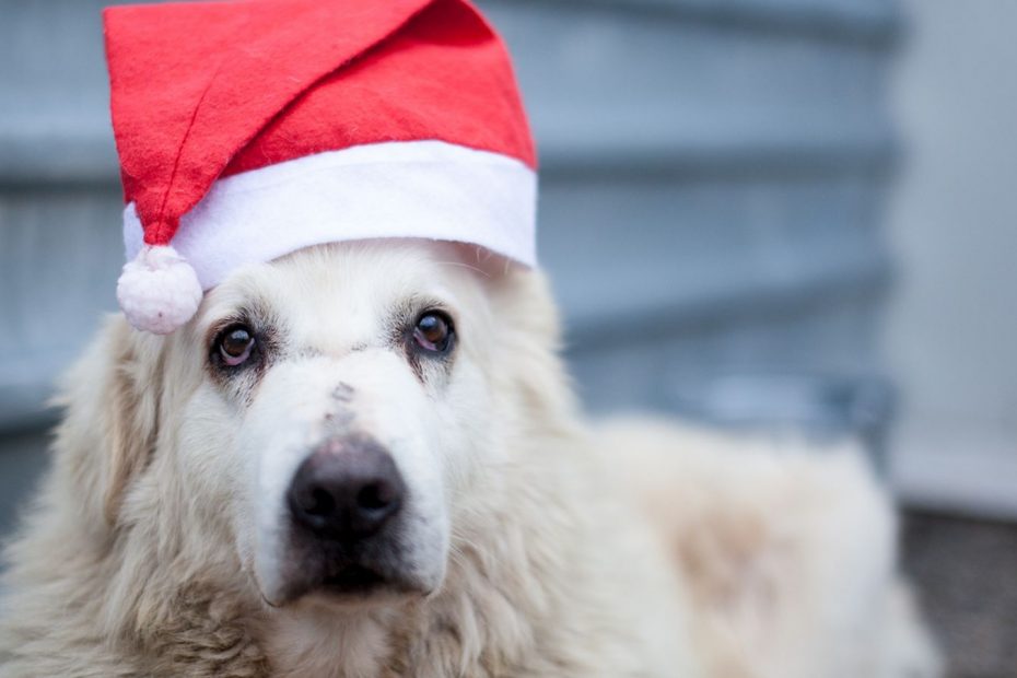 Weißer Hund und Weihnachtsmütze schaut in die Kamera