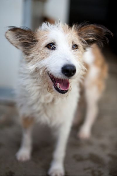 Hündin mit weiß-braunem Fell schaut in die Kamera.