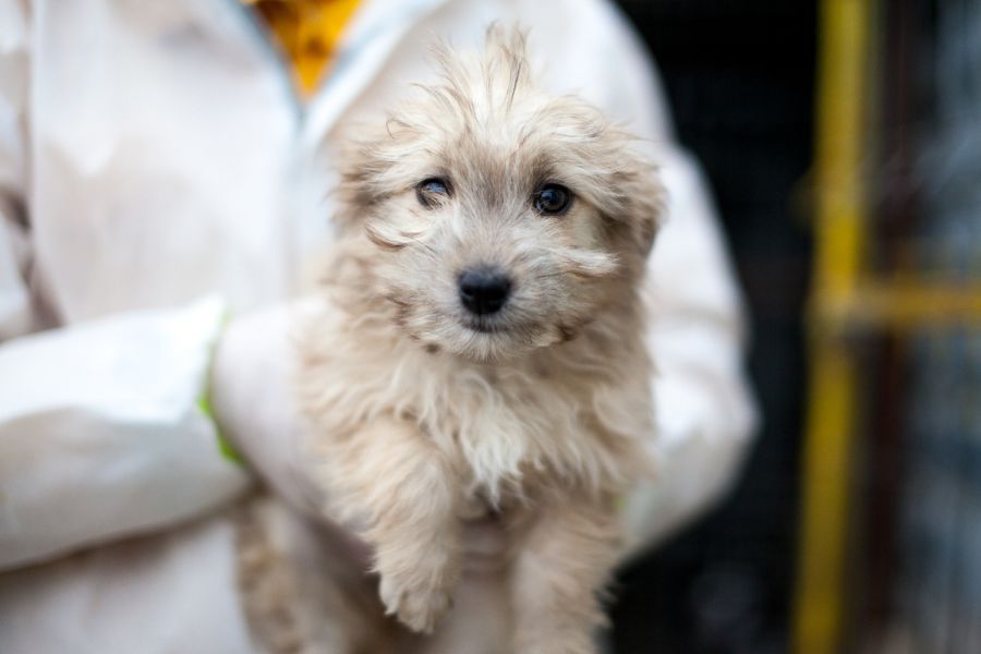 Effie liegt ruhig und entspannt im Arm.