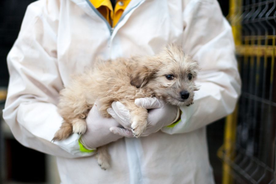 Effie liegt ruhig und entspannt im Arm.