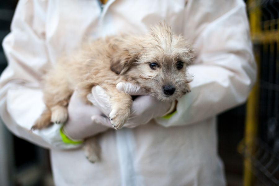 Effie liegt ruhig und entspannt im Arm.